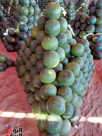 البطيخ-في-محافظة-الغربية