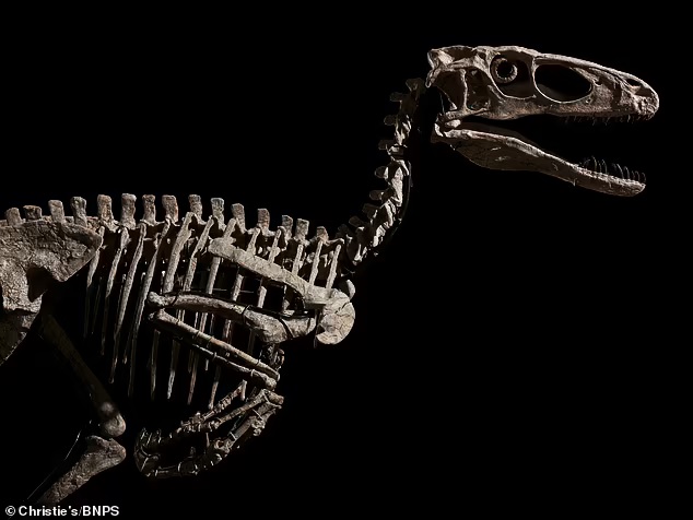 بيع هيكل ديناصور داينونيكوس عمره 110 مليون عام بـ12.4 مليون دولار