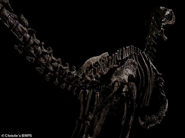 جانب آخر من هيكل ديناصور داينونيكوس عمره 110 مليون عام