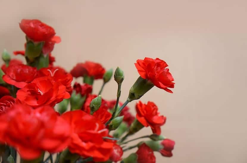 زهرة القرنفل الأحمر