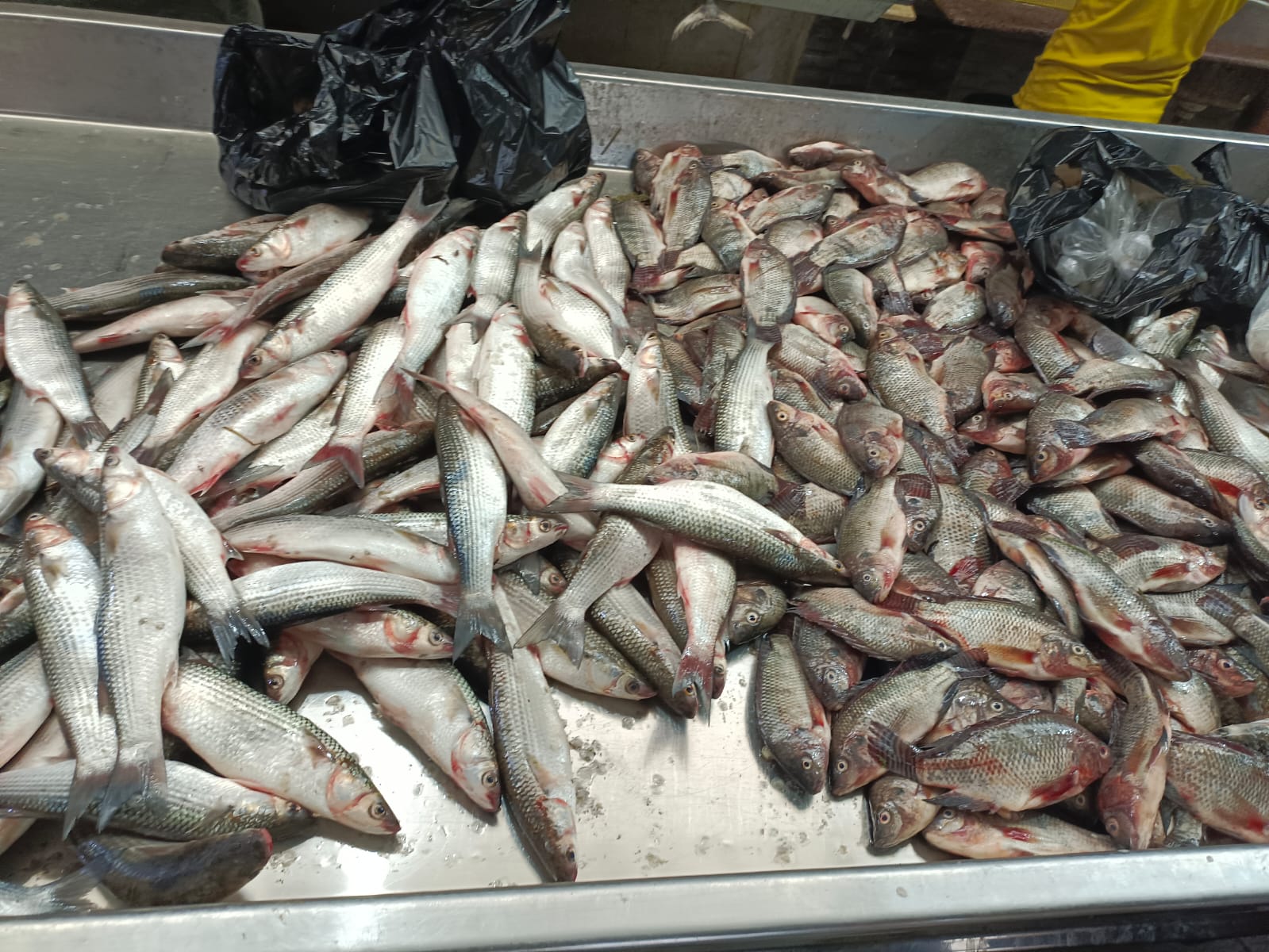  سوق بورسعيد للأسماك بمحافظة الإسماعيلية (1)