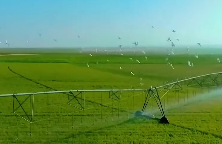 مستقبل مصر1