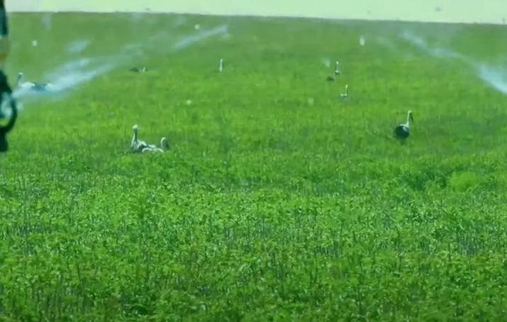 مشروع مستقبل مصر