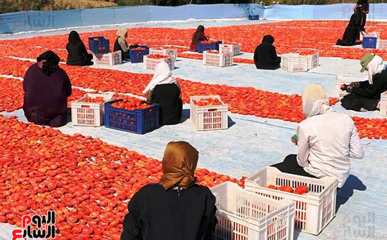 مناشر-الطماطم-المجففة-تجتاح-مدن-وقري-محافظة-الأقصر