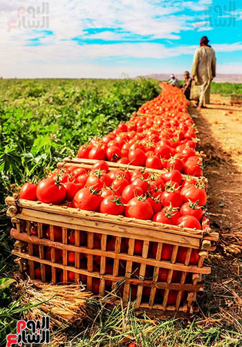 حصاد-الطماطم-قبل-التجفيف