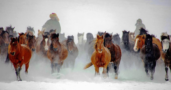 رعاة الخيول فى منغوليا