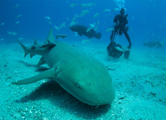 التقاط صور أسماك القرش الضخمة