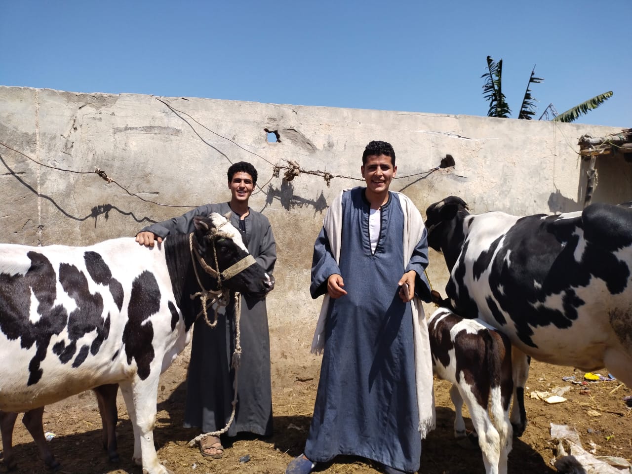 البقرة الأوليشتاين فى سوق بنها (5)