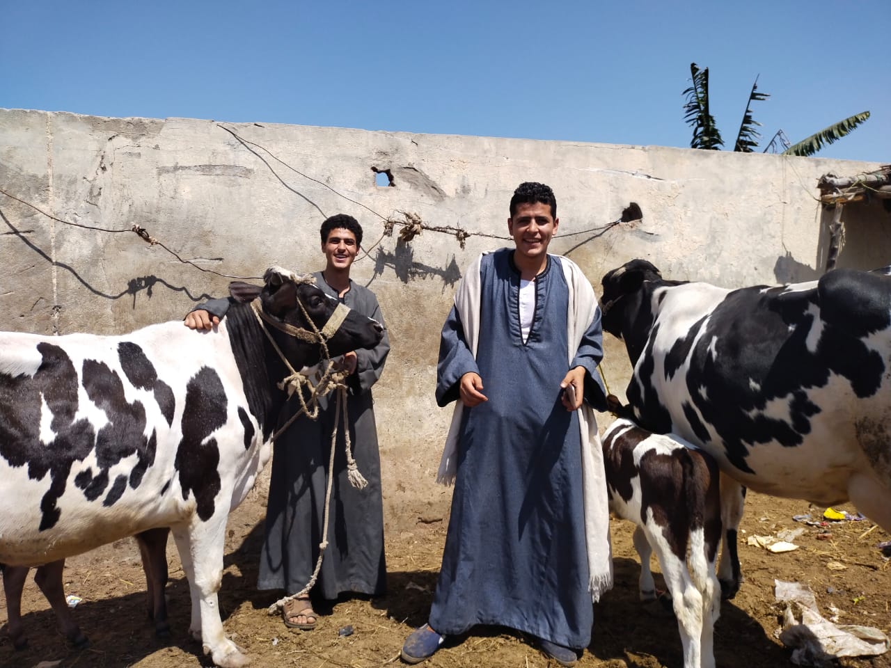 البقرة الأوليشتاين فى سوق بنها (2)