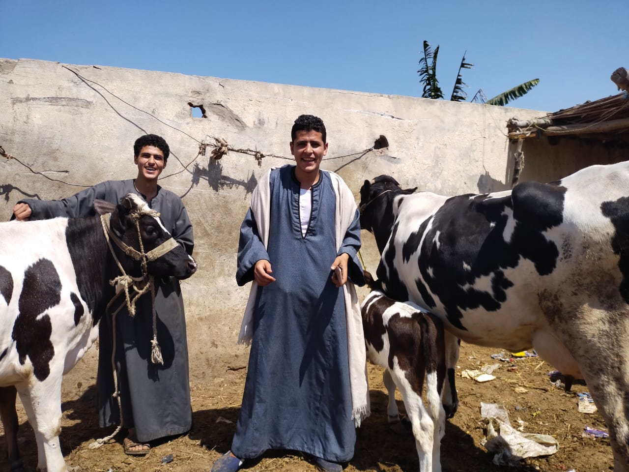 البقرة الأوليشتاين فى سوق بنها (3)