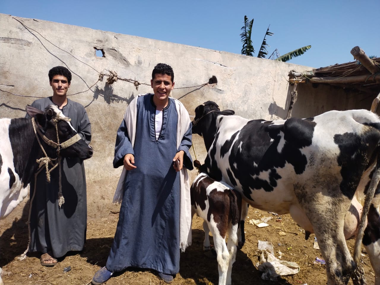 البقرة الأوليشتاين فى سوق بنها (4)