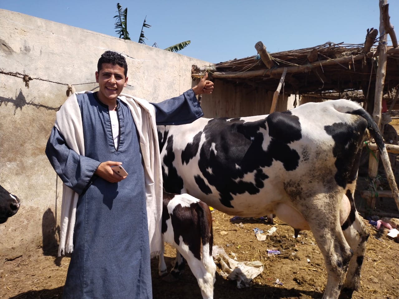 البقرة الأوليشتاين فى سوق بنها (7)