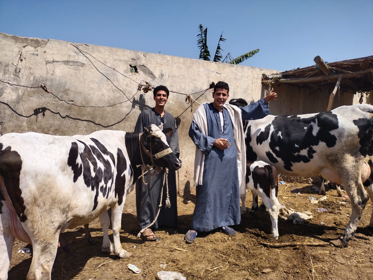 البقرة الأوليشتاين فى سوق بنها (1)