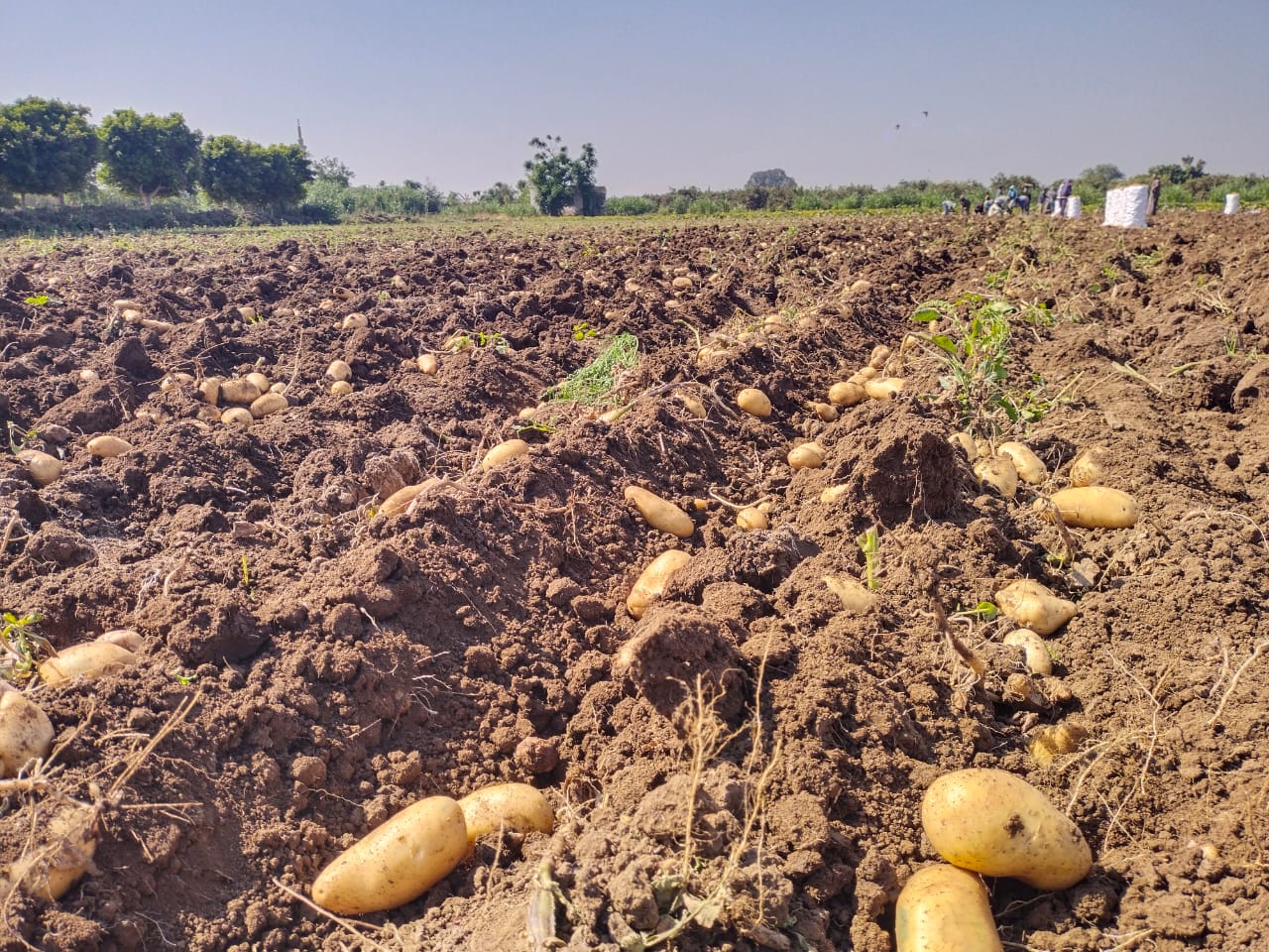 موسم حصاد البطاطس بالقليوبية