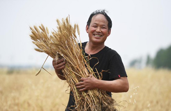 موسم حصاد القمح فى الصين