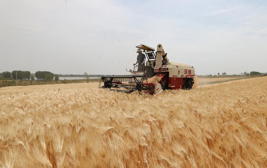 حصاد القمح فى الصين