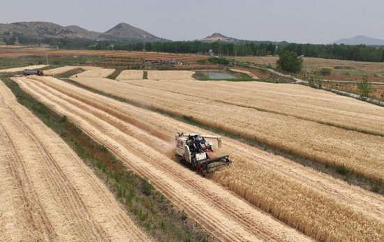 حصاد محصول القمح فى الصين