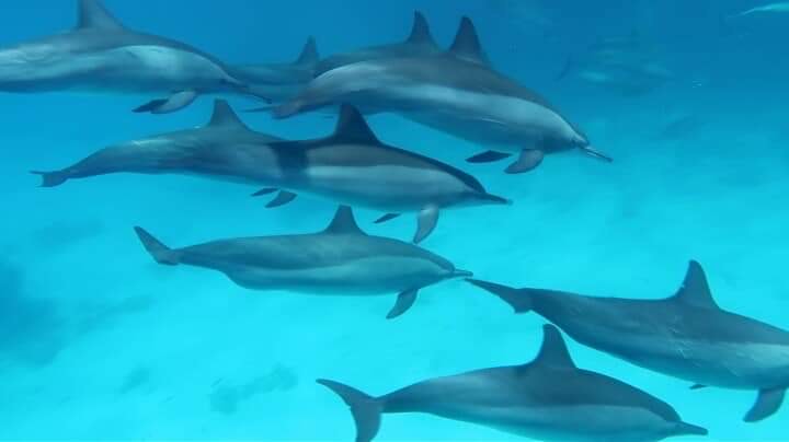 اسراب الدلافين بصمداى