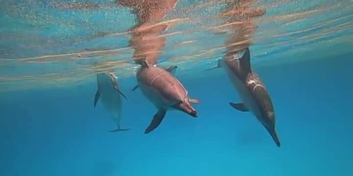 الدلافين الدواره ببيت الدولفين 