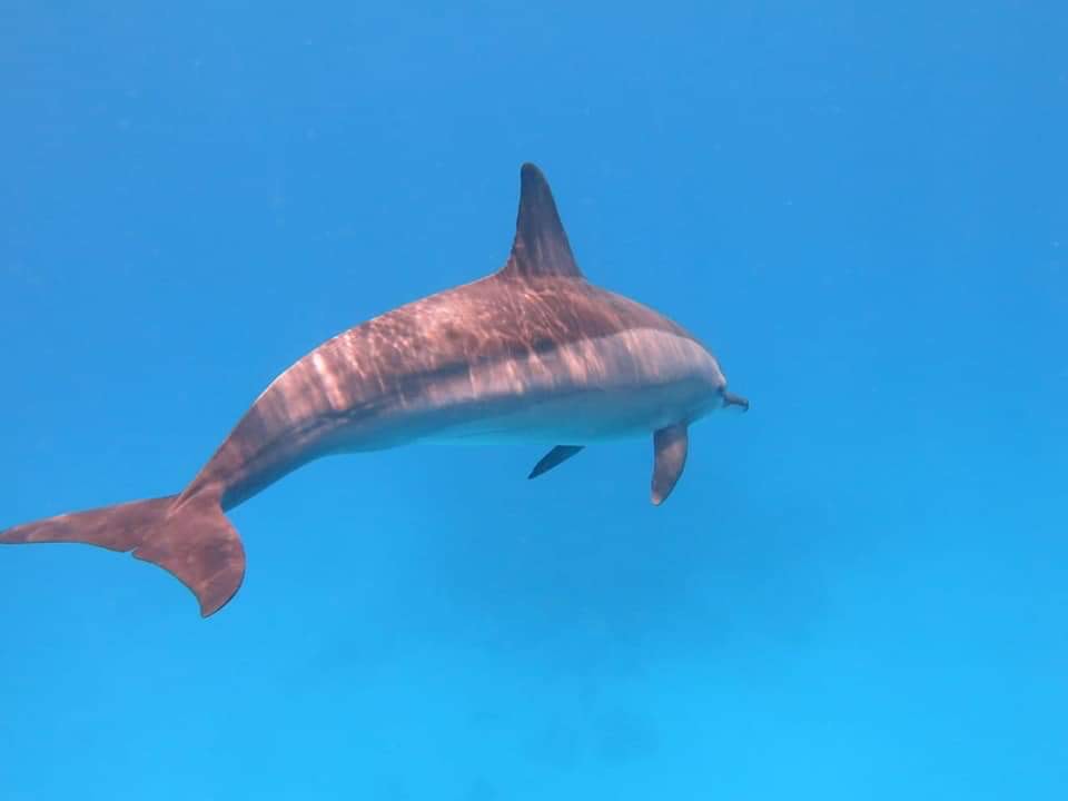 الدلافين فى صمداى