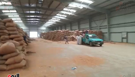 اطنان-القمح-داخل-شون-المحافظات اطنان-القمح-داخل-شون-المحافظات