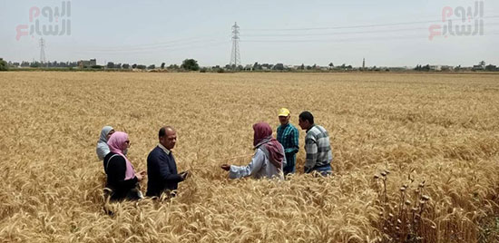 حصاد-25-ألف-فدان-قمح-منذ-بداية-الموسم-بالإسكندرية حصاد-25-ألف-فدان-قمح-منذ-بداية-الموسم-بالإسكندرية