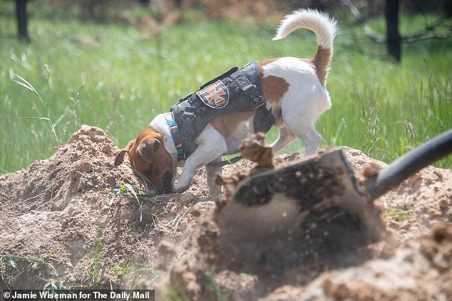 تكريم الكلب باترون لعمله البطولى في الحرب الروسية الاوكرانية