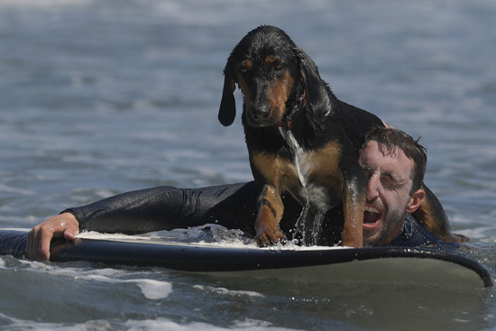 بطولة الكلاب لركوب الأمواج فى اسبانيا