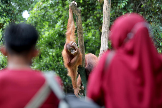 حدائق الحيوان فى أندونيسيا