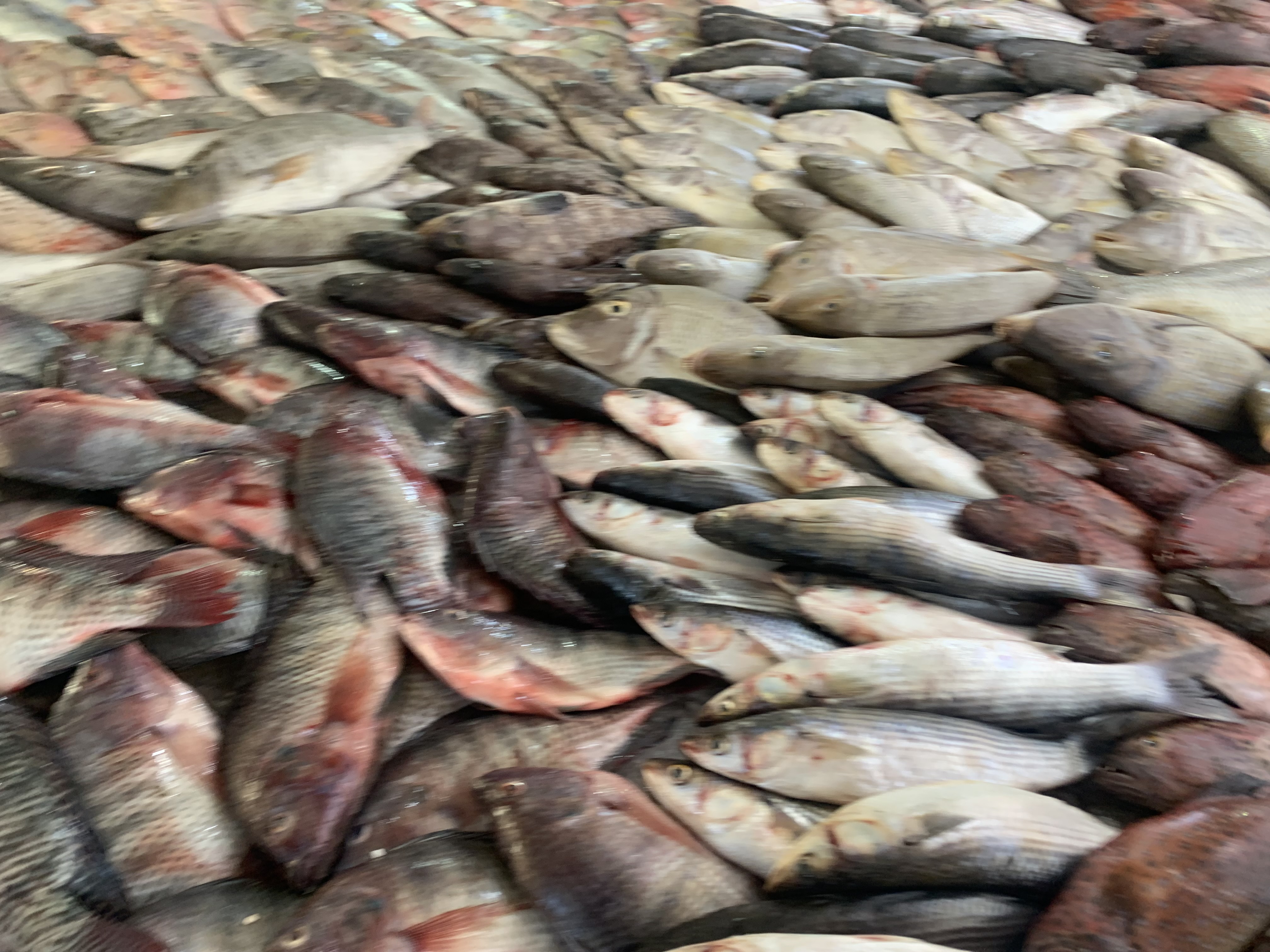 جانب من سوق السمك (1)
