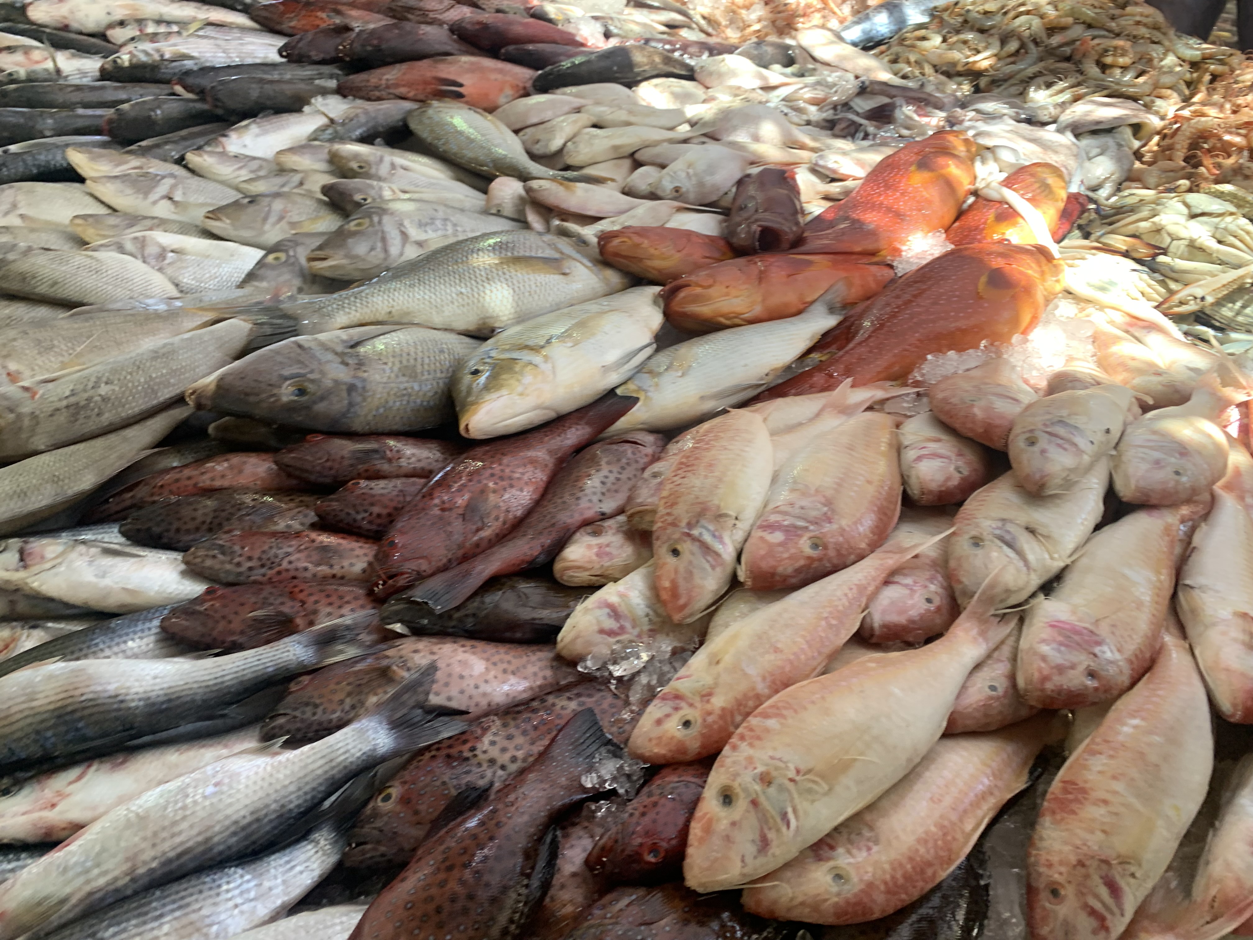 جانب من سوق السمك (2)