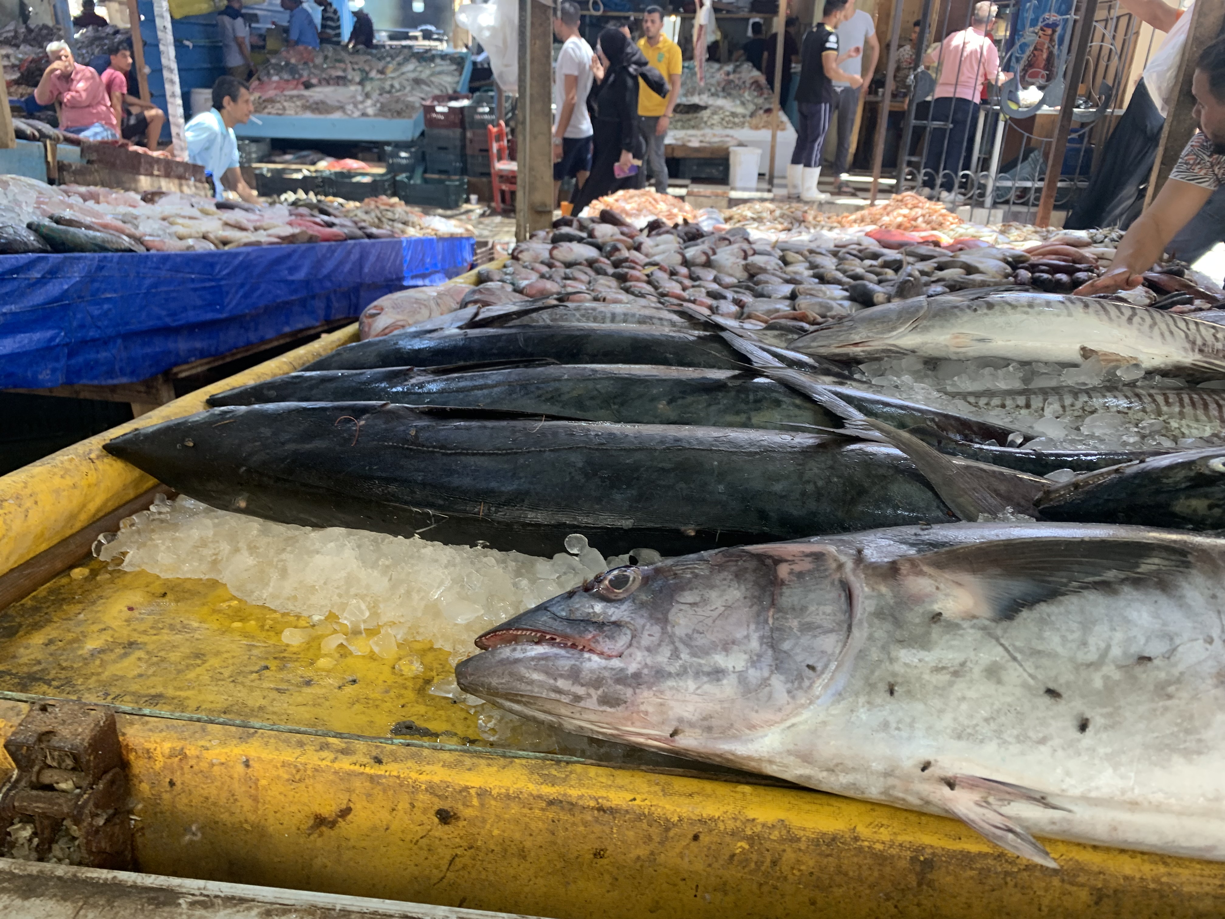 جانب من سوق السمك (4)