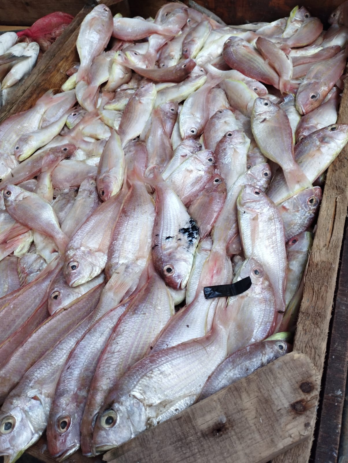 سوق الشرقية للأسماك