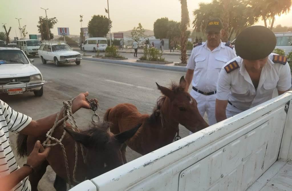 محافظ أسوان يأمر بمصادرة الأحصنة الضالة (4)