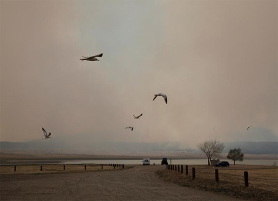 هجرة الطيور بسبب الحرائق