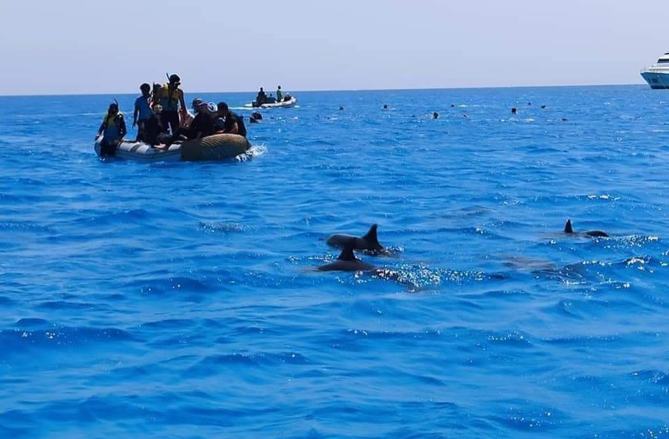 السباحة مع الدلافين بمرسي علم