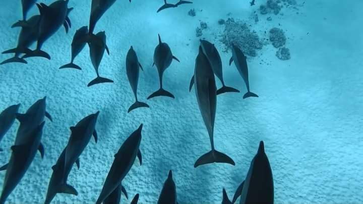 ثالث أكبر تجمع دلافين في العالم بصمداى