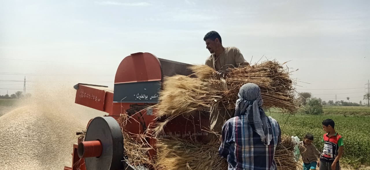دريس القمح فى حقول بنى سويف (21)
