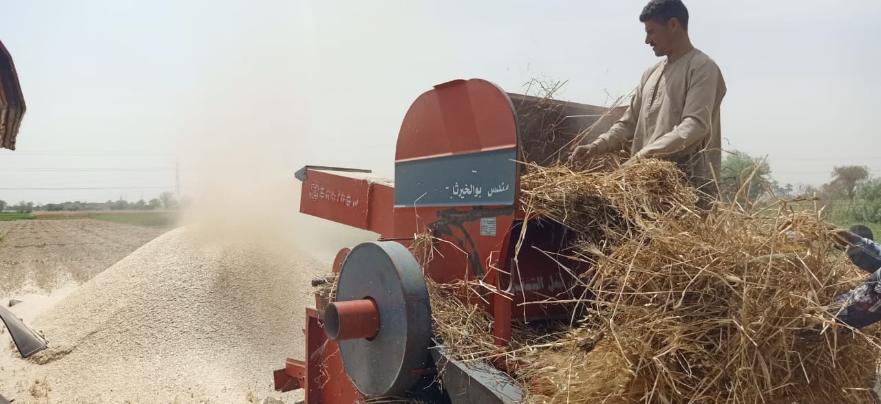 دريس القمح فى حقول بنى سويف (24)