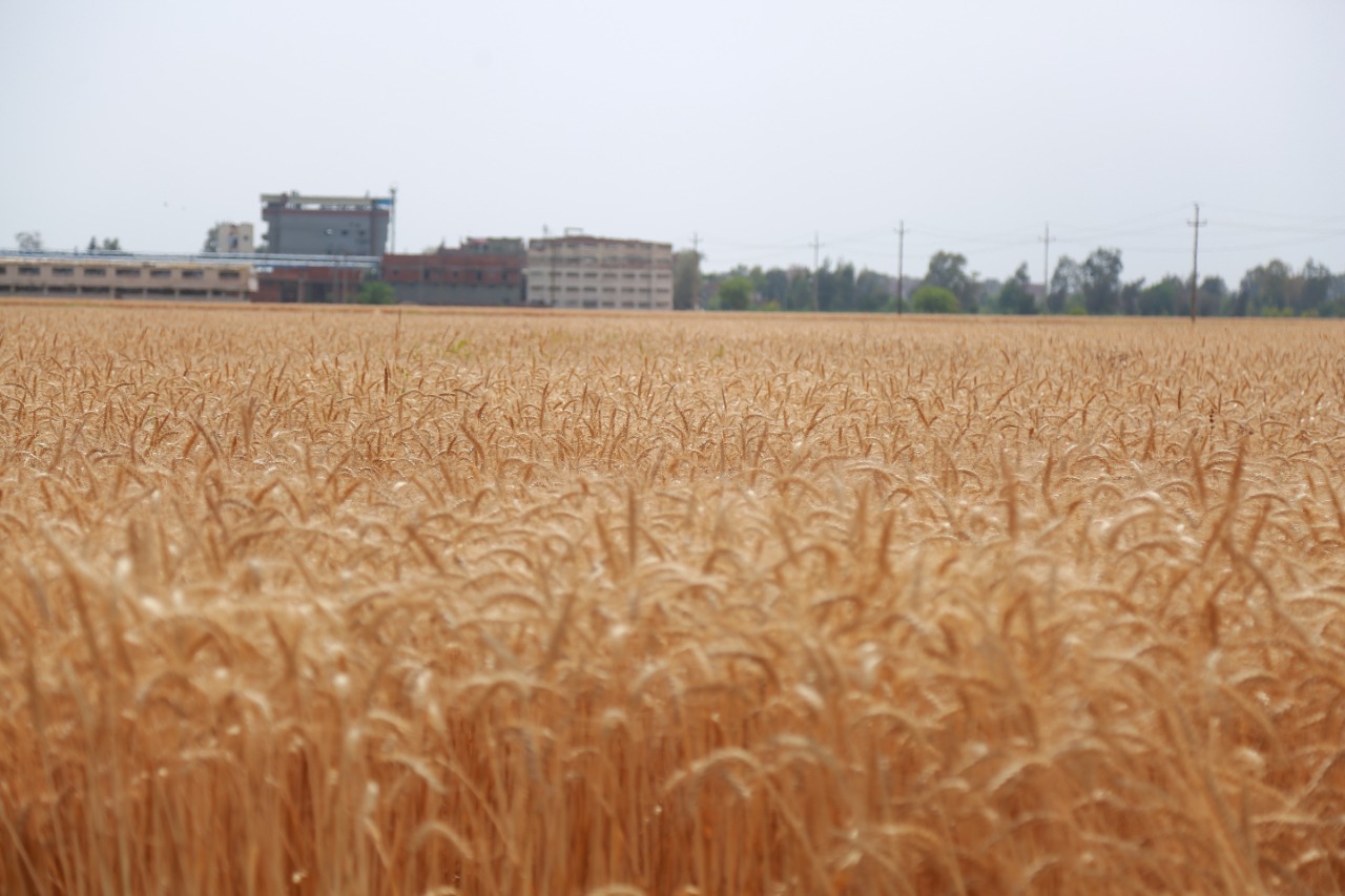 محافظ كفرالشيخ يتفقد أعمال حصاد القمح بقلين  (4)
