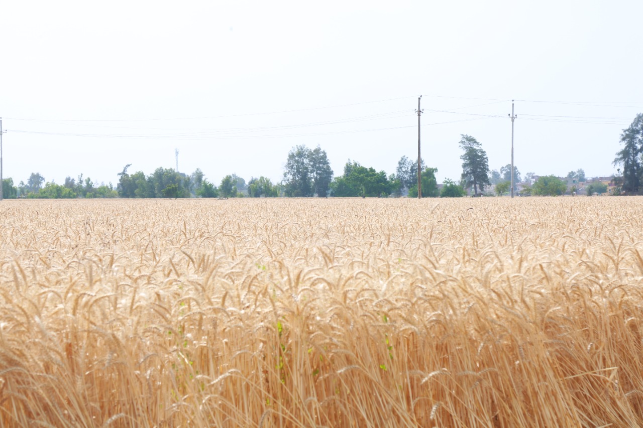 محافظ كفرالشيخ يتفقد أعمال حصاد القمح بقلين  (2)