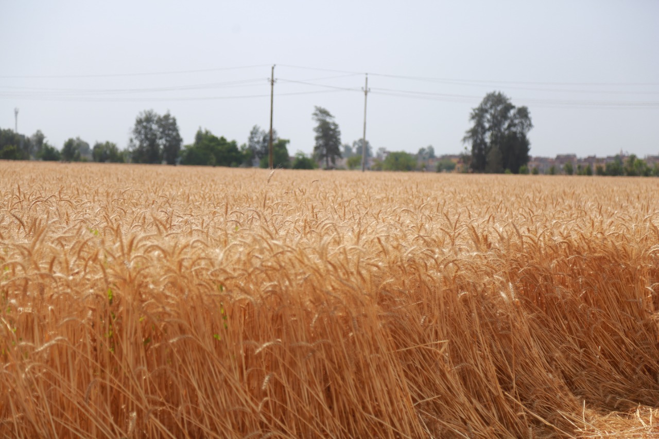 محافظ كفرالشيخ يتفقد أعمال حصاد القمح بقلين  (1)