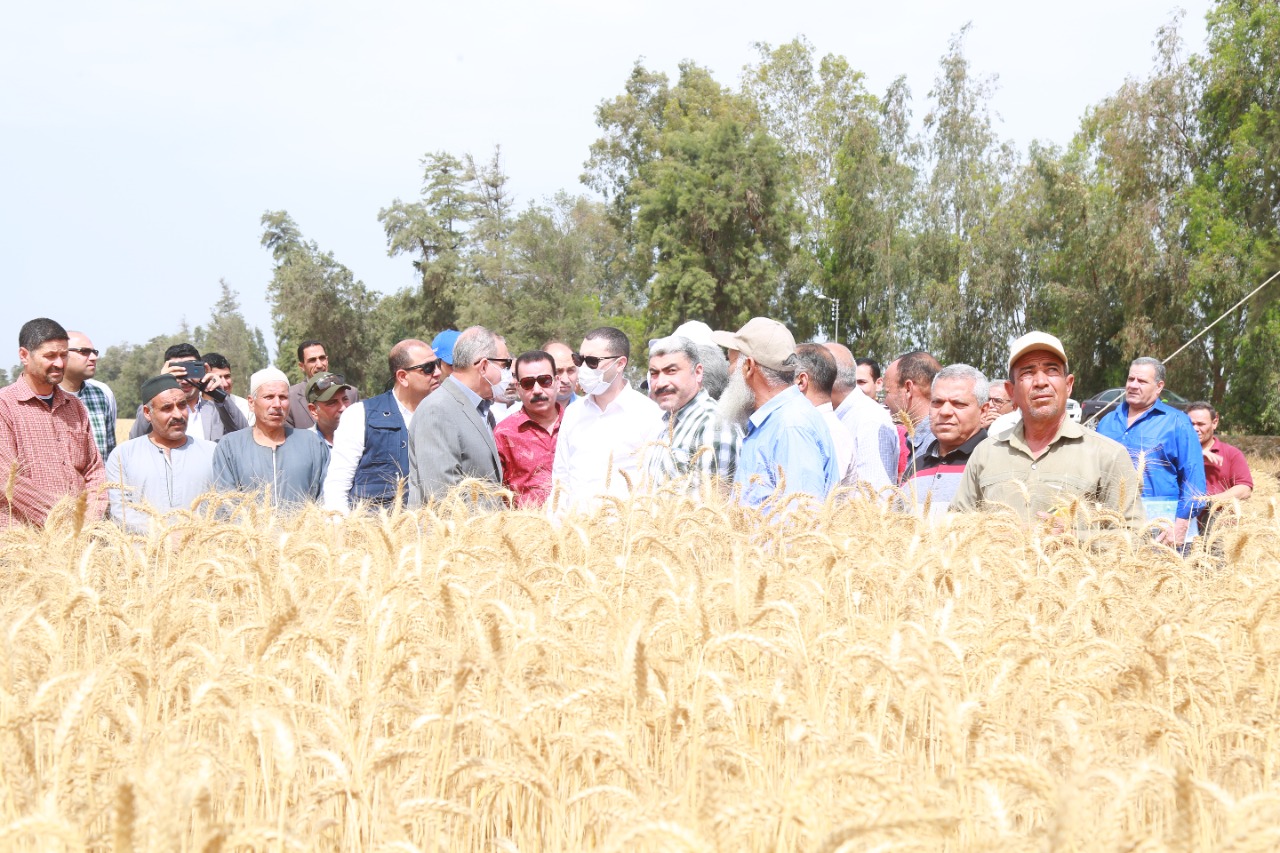 محافظ كفرالشيخ يتفقد أعمال حصاد القمح بقلين  (3)