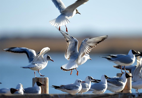 بحيرات الصين تستقبل الطيور المهاجرة