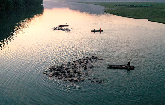 سباحة الجاموس فى نهر الصين