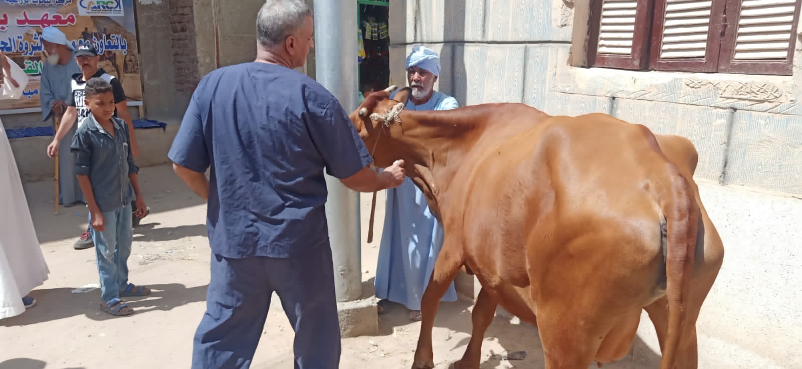 فحص أكثر من 3500 رأس ماشية مجانا في قرى حياة كريمة بمحافظة قنا
