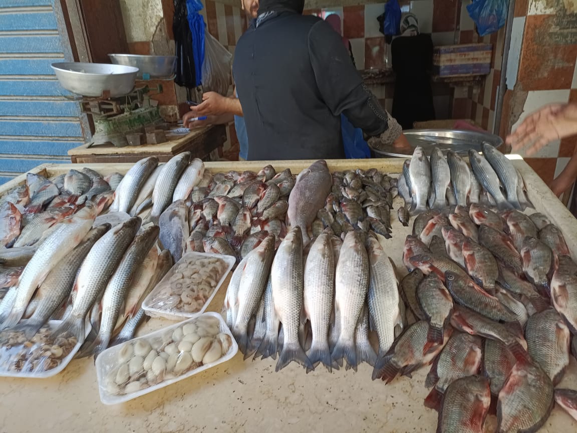  انخفاض أسعار الأسماك بالإسماعيلية (6)