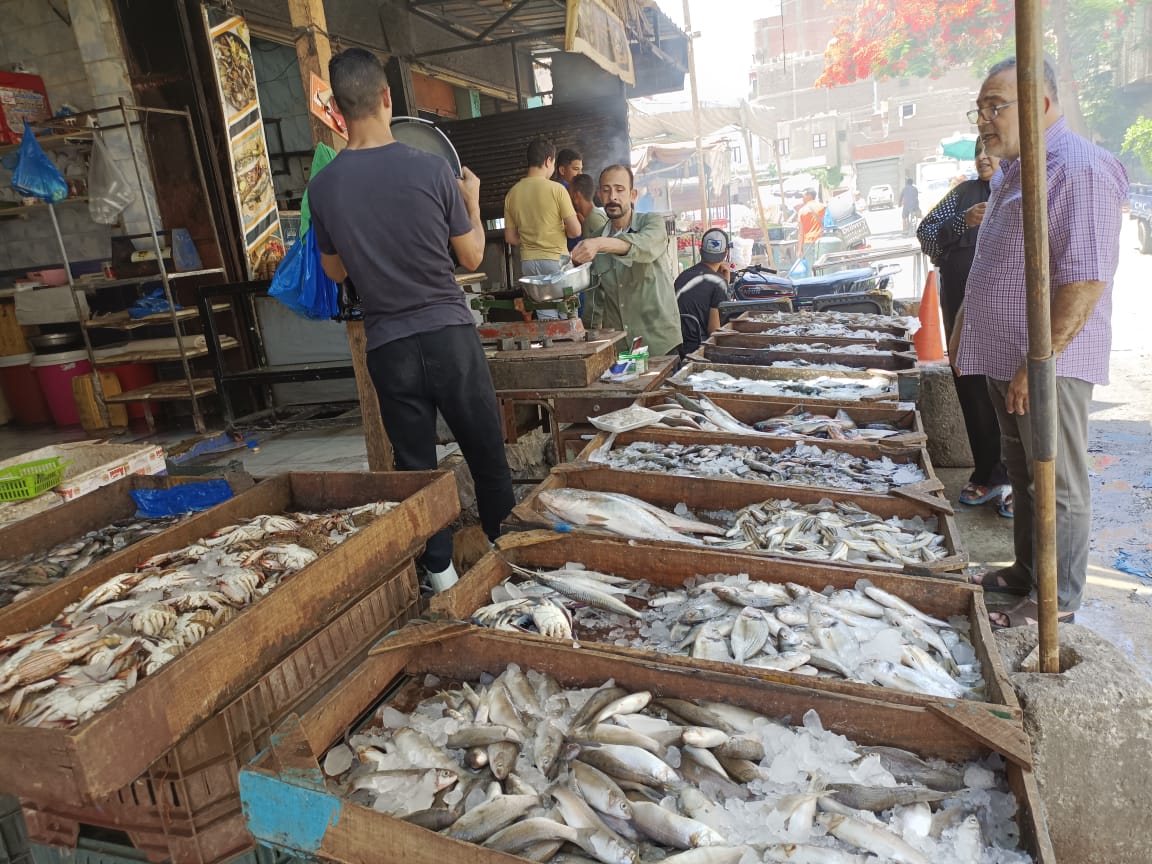  انخفاض أسعار الأسماك بالإسماعيلية (5)