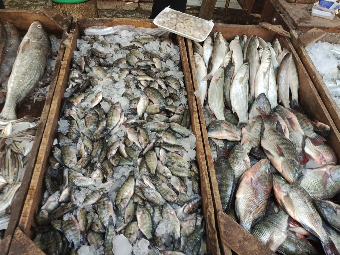  انخفاض أسعار الأسماك بالإسماعيلية (8)