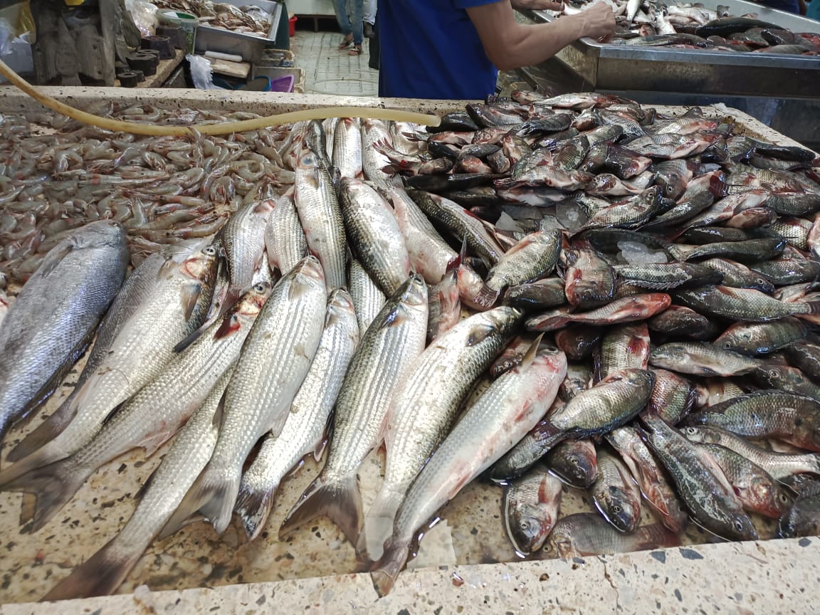  انخفاض أسعار الأسماك بالإسماعيلية (4)